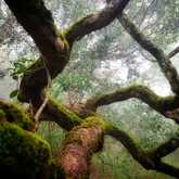 Forest - Bellamente Sirene Guesthouse - Xplorioâ„¢ Gansbaai