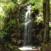 Forest - Bellamente Sirene Guesthouse - Xplorioâ„¢ Gansbaai