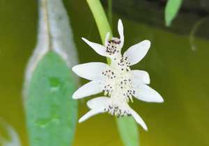 Waterblommetjie in our fishpond