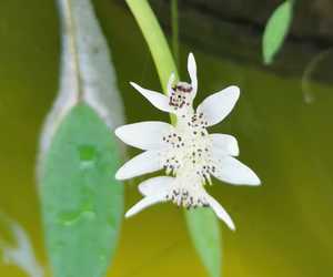 Waterblommetjie in our fishpond
