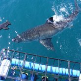 White Sharks - Gansbaai Food & Wine Festival - Xplorioâ„¢ Gansbaai