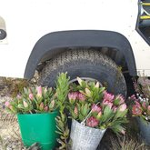 Freshly Picked Fynbos Flowers - Vleiroos Cottage @ Sandberg Fynbos Reserve - Xplorioâ„¢ Gansbaai