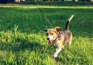 Volunteers Needed ToÂ Walk Kennel Dogs