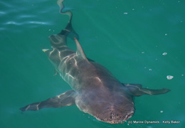 Daily Blog: 23 February 2021 | White Shark Cage Diving in South Africa