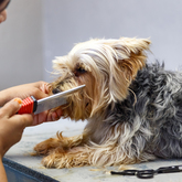 Brushing - Claws & Paws - Xplorioâ„¢ Gansbaai