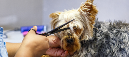 animal_pet_care_pet_parlourclaws_and_paws_17_LowRez_1614756616