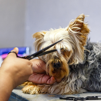 Cuts - Claws & Paws - Xplorioâ„¢ Gansbaai