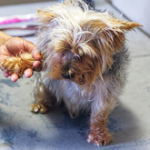 Greatest Care - Claws & Paws - Xplorioâ„¢ Gansbaai