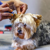 Breed-Specific Cuts - Claws & Paws - Xplorioâ„¢ Gansbaai