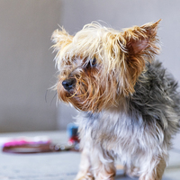 After Wash - Claws & Paws - Xplorioâ„¢ Gansbaai