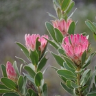 Protea Compacta - Agulhas National Park - Xplorioâ„¢ L'Agulhas
