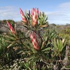 Protea Repens - Agulhas National Park - Xplorioâ„¢ L'Agulhas