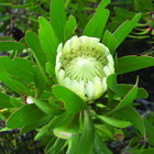 Protea Compacta White - Agulhas National Park - Xplorioâ„¢ L'Agulhas