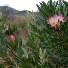 Protea Susannae - Agulhas National Park - Xplorioâ„¢ L'Agulhas