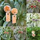 Ceramic Earrings  - Lili & Co - Xplorioâ„¢ Kleinmond