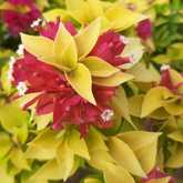 Bougainvilleas - Riverland Garden Centre - Xplorioâ„¢ Stanford