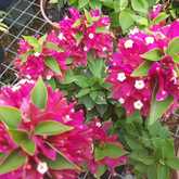 Bougainvilleas - Riverland Garden Centre - Xplorioâ„¢ Stanford
