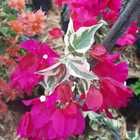 Bougainvilleas - Riverland Garden Centre - Xplorioâ„¢ Stanford