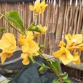 Bougainvilleas - Riverland Garden Centre - Xplorioâ„¢ Stanford