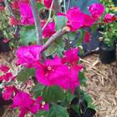 Bougainvilleas - Riverland Garden Centre - Xplorioâ„¢ Stanford