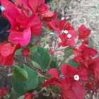 Bougainvilleas - Riverland Garden Centre - Xplorioâ„¢ Stanford