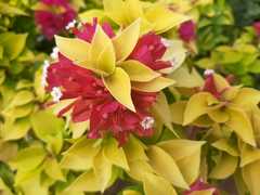 Assortment of Bougainvilleas