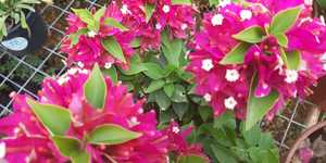 WhatsApp_Image_2021_03_11_at_18.17.09_2_1615533650