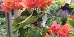 WhatsApp_Image_2021_03_11_at_18.17.10_2_1615533650