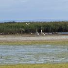 Birding along Soetendalsvlei - Agulhas National Park - Xplorioâ„¢ L'Agulhas