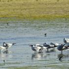 Birding along Soetendalsvlei - Agulhas National Park - Xplorioâ„¢ L'Agulhas