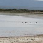 Birding along the Soutbosch Pan - Agulhas National Park - Xplorioâ„¢ L'Agulhas