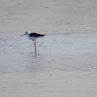 Birding along the Soutbosch Pan - Agulhas National Park - Xplorioâ„¢ L'Agulhas