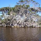 Nuwejaars River for Canoeing and Birding - Agulhas National Park - Xplorioâ„¢ L'Agulhas