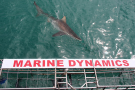 Daily Blog: 16 March 2021 | Shark Cage Diving in South Africa