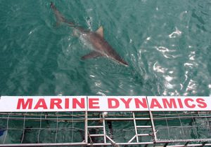 Daily Blog: 16 March 2021 | Shark Cage Diving in South Africa