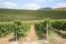 3 April 2021: Wine Walk