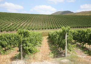 3 April 2021: Wine Walk