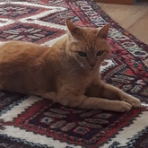 Roxy in Hermanus - Grace House and Pet Sitting - Xplorioâ„¢ Gansbaai