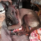 House Sitter / Pet Sitter with Toby in De Kelders - Grace House and Pet Sitting - Xplorioâ„¢ Gansbaai