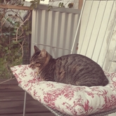 House Sitting Misty in Stellenbosch - Grace House and Pet Sitting - Xplorioâ„¢ Gansbaai