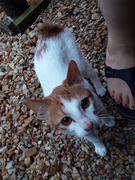 Dice - Special Needs Male Kitty