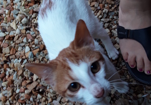 Dice - Special Needs Male Kitty