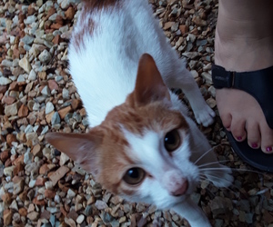 Dice - Special Needs Male Kitty