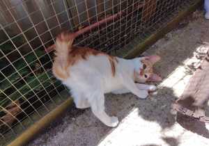Chance - Ginger and White Female Kitten