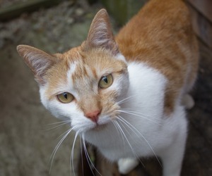 Feegle - Ginger Male Cat Up For Adoption