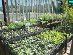 Winter Vegetables, Pansy, Viola & Calendulas - 4 Trays (R100)