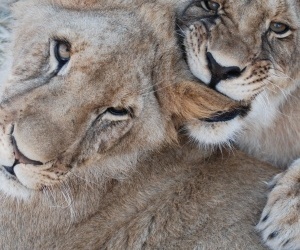 Saturday: Panthera Africa Children's Educational Visits