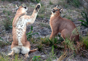 Panthera Africa Family Educational Visits