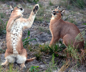 Panthera Africa Family Educational Visits