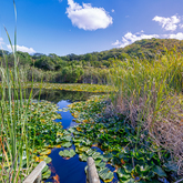 Pond - Bodhi Khaya Nature Retreat - Xplorioâ„¢ Gansbaai